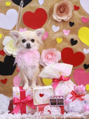 20230219とわくん